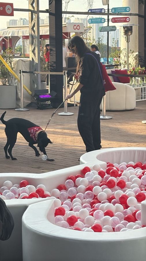 Cachorro brincando na piscina de bolinhas do evento